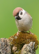 Tree Sparrow on moss and lichen stump. May. '15.