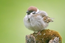 Tree Sparrow,all fluffed up. May. '15.