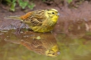 Yellowhammer f. and reflection. June. '15.