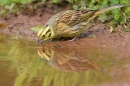 Yellowhammer f. drinking. June.'15.