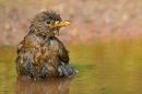 Female Blackbird bathing 2. June. '15.