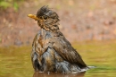 Female Blackbird bathing 1. June. '15.