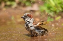 House Sparrow m. bathing. June. '15.