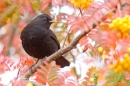 Male Blackbird feeding on rowan. Nov. '16.