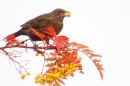 Fem. Blackbird feeding on rowan 3. Nov. '16.