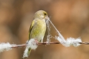 Greenfinch collecting nest material 2. May '17.