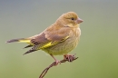 Juvenile Greenfinch on barbed wire. June '17.