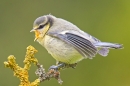 Hungry young Blue tit. June '17.