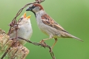 House Sparrow and hungry youngster. June '17.
