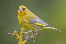 Male Greenfinch. June '17.
