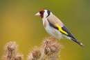 Goldfinch. June '17.