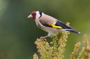 Goldfinch on flowering dock. June '17.