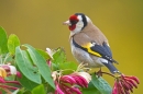 Goldfinch on honeysuckle. June '17.