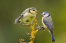 Blue tits. June '17.
