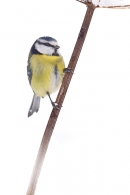 Blue tit on snowy stem 2. Dec '17.
