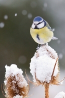 Blue tit on snowy teasel. Dec '17.