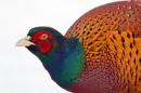 Cock Pheasant portrait in snow. Jan '18.