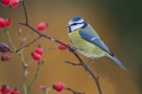 Blue tit on rosehips. Jan '18.
