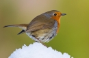 Robin on snow. Jan '18.