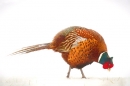 Cock Pheasant feeding in snow,painterly. Mar '18.