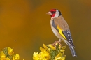 Goldfinch on gorse. May '18.