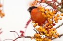 Bullfinch on rowan 4. Nov '18.