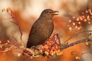 Female Blackbird on rowan 1. Dec '18.
