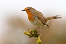 Robin on moss,lichen twig. Apr. '20.