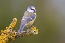 Blue tit on forked lichen twig. Apr. '20.