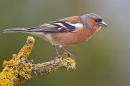 Male Chaffinch on forked lichen twig. Apr. '20.