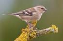 Female Chaffinch on forked lichen twig. Apr. '20.