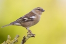 Female Chaffinch on lichen twig. Apr. '20.