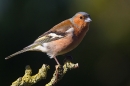 Male Chaffinch on lichen twig. Apr. '20.