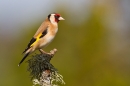 Goldfinch on upright lichen twig. Apr. '20.