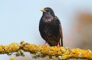 Starling on yellow lichen branch 2. Apr. '20.