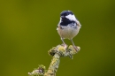 Coal tit on lichen moss twig. Apr. '20