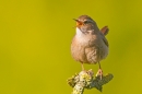Singing Wren 1. Apr. '20.