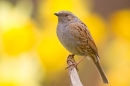 Dunnock amid daffs. Apr. '20.