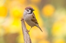 Tree Sparrow amid daffs 3. Apr. '20.