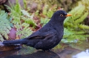 Male Blackbird bathing. Apr. '20.