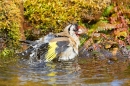 Goldfinch bathing. May '20.