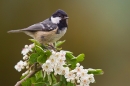 Coal tit on hawthorn. May '20.