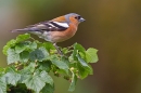 Male Chaffinch on currant bush. May '20.