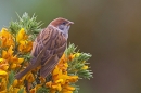 Young Tree Sparrow on gorse. June '20.