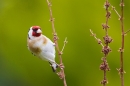 Goldfinch on dock stems 4. June '20.