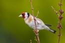 Goldfinch on dock stems. June '20.