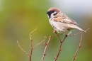 Tree Sparrow on dock stems. June '20.