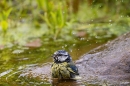 Blue tit bathing at garden pond. Jun. '23.