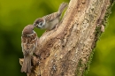 Male Tree Sparrow feeding youngster. Jun. '23.
