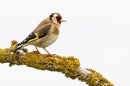 Goldfinch on lichen branch. Jun. '23.